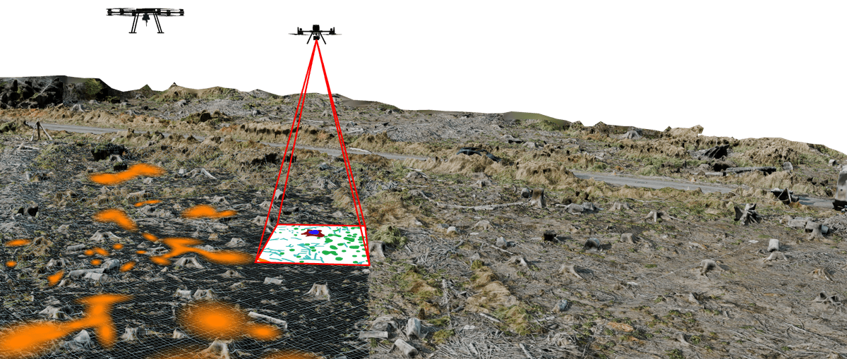 Forestry and reforestation