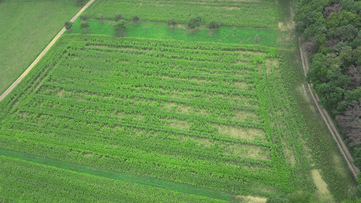 Drone technology and AI for sustainable agriculture.